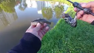 Братан-Ротан и его жизнь вне пруда) Ловля на городских прудах мормышкой и одноухим монтажом