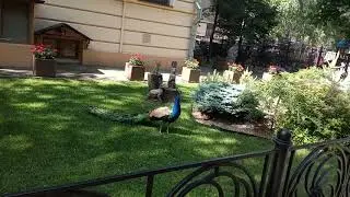 Павлин