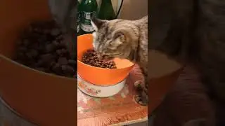 Когда тыришь, вкуснее))#котики #еда #вкусно #cat