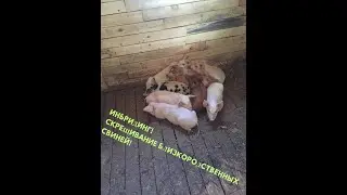 Inbreeding!!! Breeding closely related pigs!!!