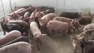 Строевые свиньи