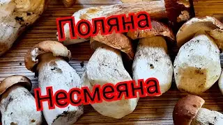 МОРЕ БЕЛЫХ В ПОДМОСКОВЬЕ. ПРОВЕРИЛ СТАРОЕ МЕСТО С БЕЛЫМИ ГРИБАМИ. СВАРИЛ ГРИБНОЙ СУП. ГРИБЫ 2020