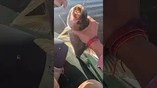 A woman's reaction to a big fish bite! 