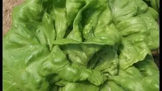 Easy 30 Day Hydroponic Lettuce