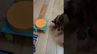 Testing Arduino automatic treat dispenser 