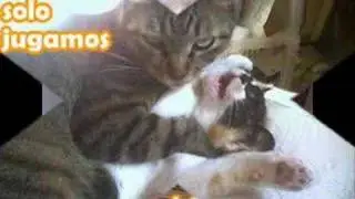 la fotos animales mas graciosas de la we