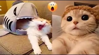 The Ultimate Comedy Duo! 😂🐱🐶 #FurBuddies #HilariousAntics