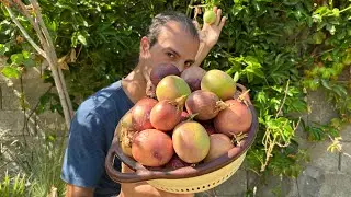 شجرة فاكهة محصول غزير حصاد رهيب 🍈🌿لا تحتاج عناية وتتكيف مع أصعب الظروف وأنصح الجميع بزراعتها