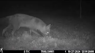 Successful hunt