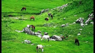 Rayala Bugyal Trek 2021sep.......