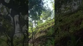 Suara ayam hutan Asli