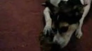 My Jack Russell and Rat Terrier Play Fighting over a chewie