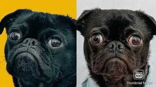 Puppies ||cute puppies|| cute dogs