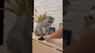 #котики