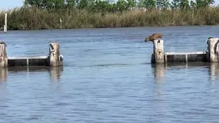 Длинный прыжок этой рыси кажется невероятно лёгким