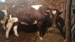 Привесы за октябрь