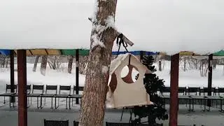 Зимняя видеоохота в кормушке