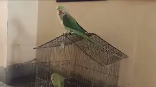 Parrot talking and playing #parrot #talkingparrot