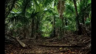 Jungle video #sleep #chillout #relax #relaxing #sleep #sleepvideo #tsunamitsar #bass #mir