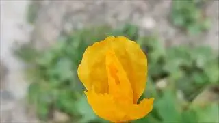 Медитация на Медео