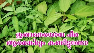 dailyvlog |ബംഗ്ലാദേശ് ചീര|