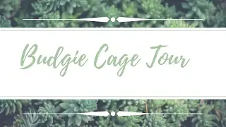 - Budgie Cage Tour ~ Kays'Pets -
