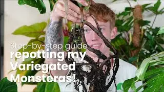Repotting My Variegated Monsteras!   Step By Step Guide