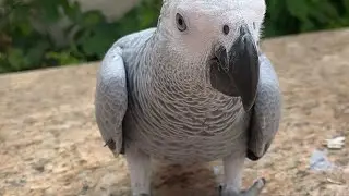 Papegaai Sofi