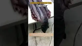 Нечто поймали в реке Большой Черемшан