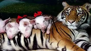 Animals raise other people's cubs.. Животные, которые воспитывают не своих детенышей.
