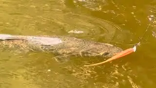 PESCANDO O MONSTRO COM UMA ISCA FATAL