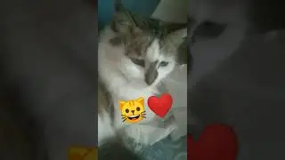 дикая киса