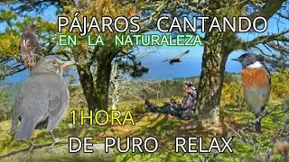 🎧 1 hora PÁJAROS CANTANDO 🐦en la MONTAÑA. Puro RELAX .