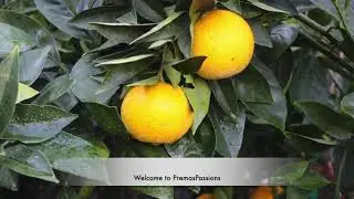 Orange harvesting from my yard..San Jose, California |USA Malayalam vlog