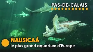 Le Parc aquatique au bassin exceptionnel