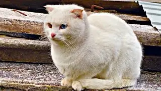 Deaf cat went for a walk / Living with a deaf cat