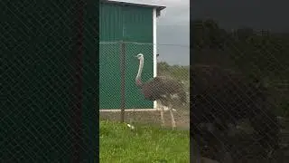Австралиец в русской деревне #психология #юмор