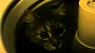 My cat in the washing machine