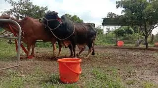Best Sahiwal bull breeding
