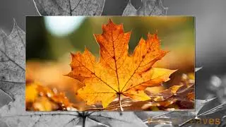 Yellow Leaves - Eric Chiryoku