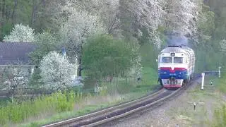 Dancing diesel train on rails under cherry blossoms