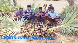 நுங்கு(பனங்காய்)வேட்டை | summer 🌞 special plam fruit HD