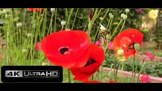 Breathtaking Colors of Nature~🌷Beautiful Flowers 4K UHD ~ Digital Cinema Demonstration Sample Video