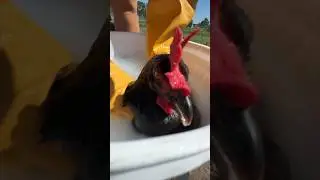 We Have a Bird Lice Problem