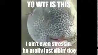 he prolly just vibin doe