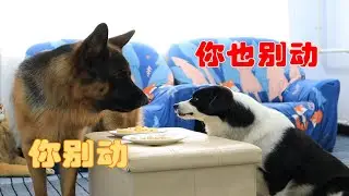 There are many advantages to having two dogs, mutual restraint, no mercy, and stricter control than