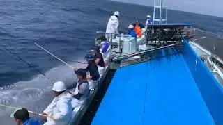 Mancing Tuna ❗ Sensasi tawuran dengan ikan #mancing #fishing #mancingmania
