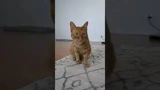 ❤️Кот Артём❤️