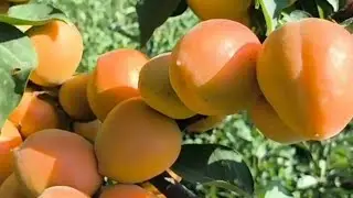 Абрикос Фаралія. Apricot Faralia. Один з найсмачніших, пізніх сортів.