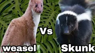 Weasel And Skunk 🦨🦨🦨🦨🦨🦨🦨🦨🦨🦨🦨🦨🦨🦨🦨🦨🦨🦨🦨🦨🦨🦨